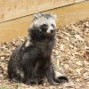 A picture of the Yorkshire Wildlife Park, Doncaster