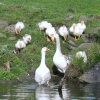 Wildlife on the Bradford/Bingley Canal
