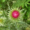 A Musk ?? Thistle