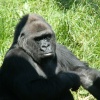 Jersey Zoo