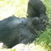 Jersey Zoo