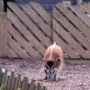 Funny looking pig.