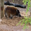 Happy as a pig in muck.