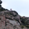 The Roaches