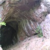 The Roaches