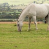 White horse, East Claydon, Bucks