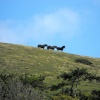 Horses on the Hillside