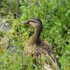 Lulworth Duck