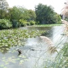 The Lake