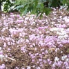 Unkown flowers from central europe.
