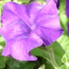 Unknown flower