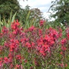 More flowers In the Himalayan section.