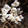 Small delicate flowers from the Far East that looked very much like crocuses