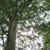The sun dappling through the trees on one of the walks