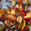 Autumn berries, Oxford University Parks, Oxford.