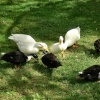 Dennington Quackers