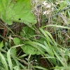 Lizard.