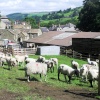 A farm on the outskirts of Pateley Bridge