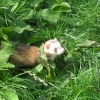 At Jimmys Farm