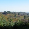 Ash Common 2
