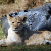 Lion Cub