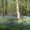 Blue Bells