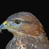 Birds of prey