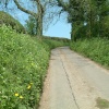 Country Lane