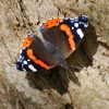 Red Admiral
