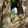 Through the tree hole