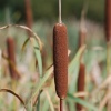 Common Reedmace