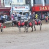 Donkeys on the beach