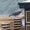 Pigeon on folded deckchairs