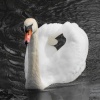 Swan