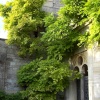 Wisteria, Iford Manor