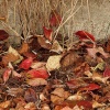 Leaves, Steeple Claydon, Bucks