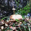Fungi in the woods