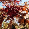 Rowan tree, Steeple Claydon, Bucks
