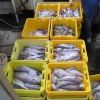 The catch is landed at Polperro harbour