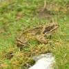 A frog at the Cheesewring on top of Bodmin Moor