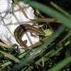 Lizard on a discarded tissue, Zennor cliff