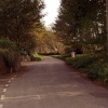 The lane leading to Trelawne Manor.