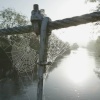 Early Morning in the New Forest