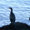 Cormorant taking a rest in the harbour.