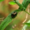 Beetle.