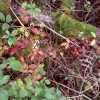 At last some red leaves.