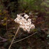 A dead plant by the woodland path.