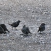 Starlings at the harbour.