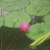 Kew Gardens