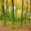 Autumn through Mill Wood